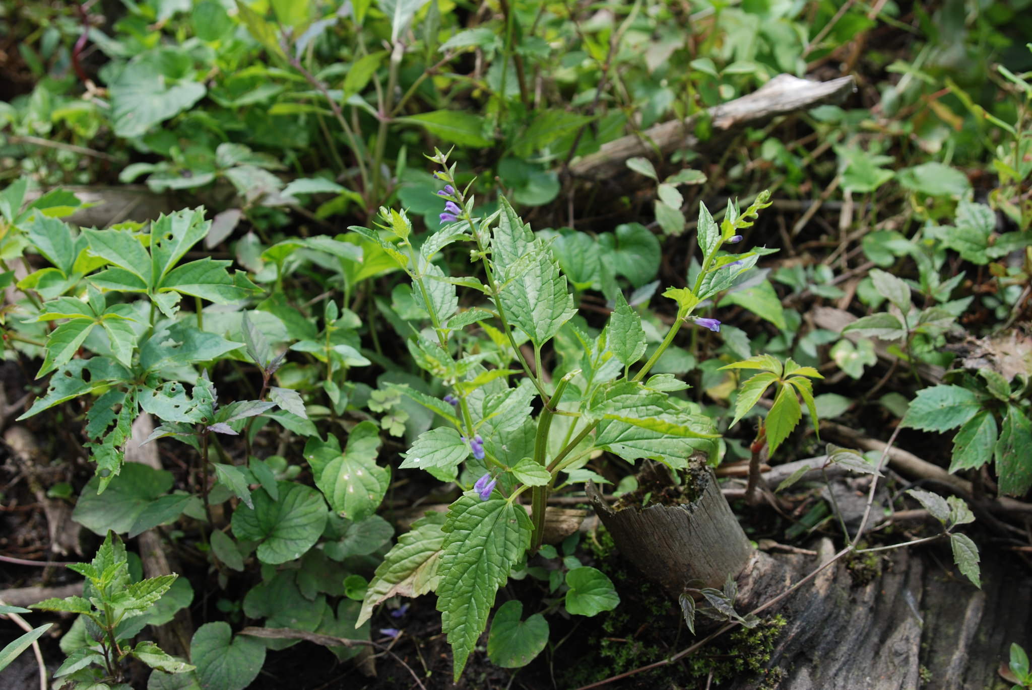 Scutellaria lateriflora